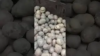 Картошка второй сорт.Цена.Магазин АТБ#картошка#цена#атб
