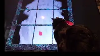 MATIAS.. La curiosidad de los gatos.