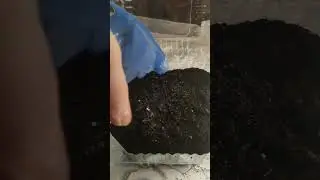 Сеем сельдерей на рассаду