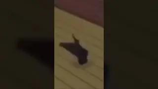 Кот брейкданс