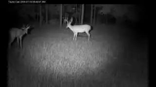 More Night Video July 2014