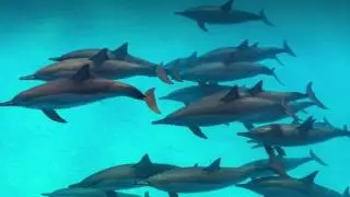 Bottlenose dolphin sounds