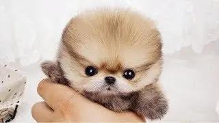Cute is Not Enough - Funny Cats and Dogs Compilation #266