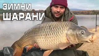 Зимни шарани