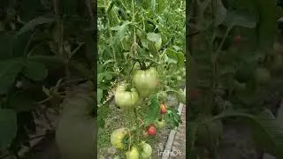 Жёлтые плечики у томатов, недостаток сорта или нехватка калия.