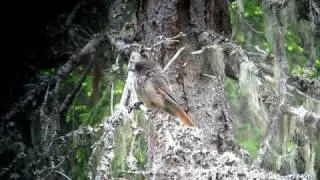 Siberian Jay, Vaaltavaara, Kuusamo