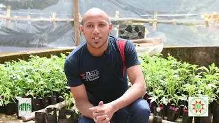 Exploitation biotechnologique des bactéries rhyzosphériques et formulation de biofertilisant