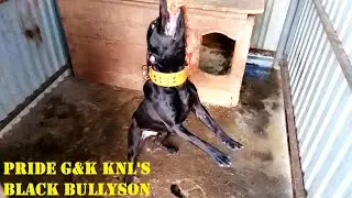 БУЛЛИСОН ТРЕНЯ PRIDE