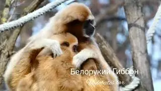 Гиббон белорукий