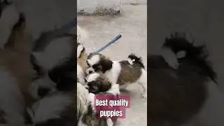 For all types of puppies #subscribe #comments #share