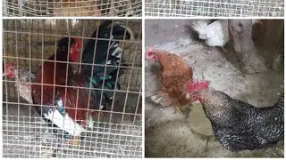 سلام بنات بغيت نشارك معكم واحد جولة في مزرعة كيبعو فيها جميع الحيوانات