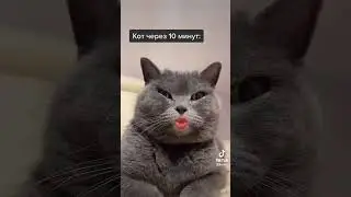 Кот говорящий рот. Рассказала коту сколько зарабатывают коты-блогеры