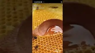 мед🍯