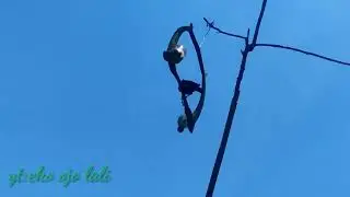 mikat burung raja perling