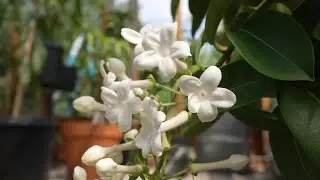 Pictures from the Greenhouse and Backyard Orchard (July, August 2021)