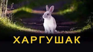 Новелла (Харгушак)