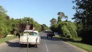 Car Surfing Dog-Car Crash compilation #122 2015 HD