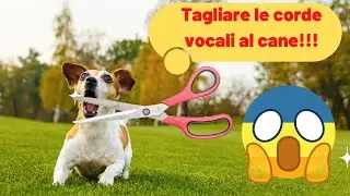 IO LO TROVO BRUTALE E VOI?!? TAGLIARE LE CORDE VOCALI AL CANE!