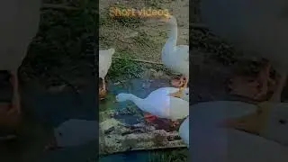You tube shorts videos yt shorts Vira shorts  #viral #shayari #shors #motivation #you #beautiful