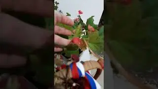 Осенний урожай малины. Осень радовала теплом.