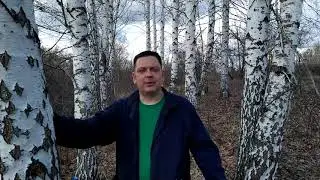Как набрать березовый сок