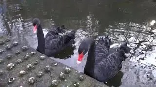 Лебединое озеро!🌊🦢🦢🦢❤️🖤❤️СКАЗКА❤️