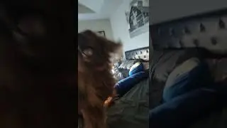 Messing with Bailey and watching Sonic movie 2