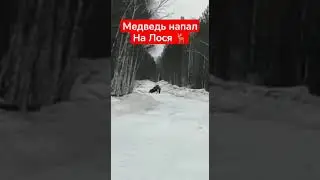 Медведь Напал на Лося 😱😱😱