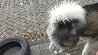 Маламут Атом вернулся в строй ❤❤
