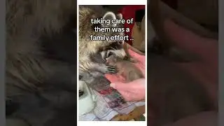 That’s not a cat… 