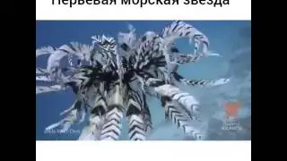 Перьевая морская звезда