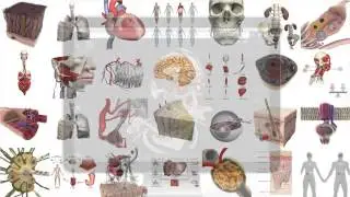Primal's Premier Library Package - Full Suite of Anatomy Resourses