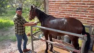 Bañe mi Caballo, el producto que use lo cambio por completo.