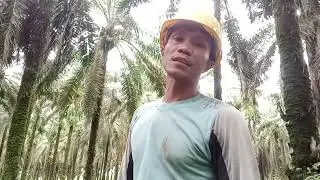 Panen Sawit Pelelepah Sempit Egrek Susah Masuk||×