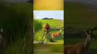 The tiger attacked the deer.