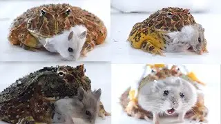 Hamsters are a feast for frogs【WARNING LIVE FEEDING】