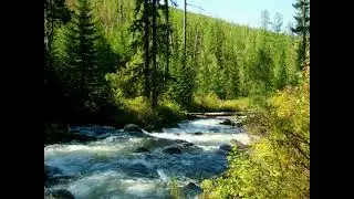 красивый шум горной реки в лесу релаксирующая музыка живой природы (the noise of a mountain river)