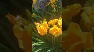 ЛИЛЕЙНИКИ у дома БАБЫ ЯГИ #shorts