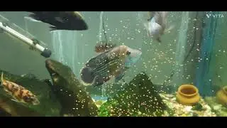 My Aquarium part 2