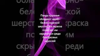 Панды сокровища Китая
