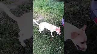 собача іграшка