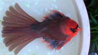 Northern Cardinal Bath Down Under FYV