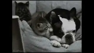 Лучшие приколы с животными