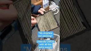 Dirtiest Dolphin Filters Ive Seen