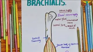 Brachialis Muscle | Upper Limb