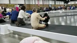 mini poodle show video 1