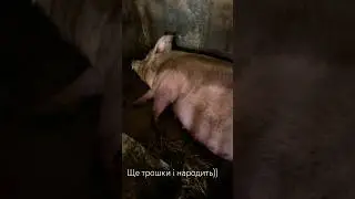 Свинство)А ви знали, що виживає лише 12 поросят? Всі інші помруть з голоду, бо сісєк у мами 12