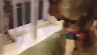 СОБАКА боится кота Ахах