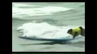 Серфинг для собак!