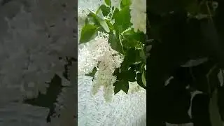 Белая сирень